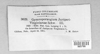 Gymnosporangium juniperi-virginianae image